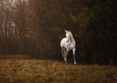 bělouš na podzimní pastvině, fotograf koní | Jana H Foto