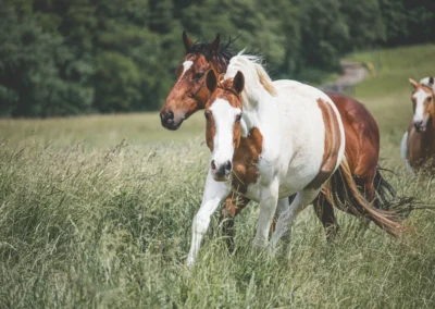 koně v trávě, fotograf koní | Jana H Foto