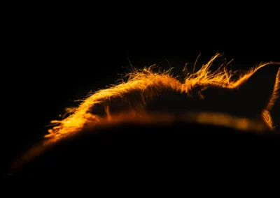 focení koní — obrys ve zlatém světle, fotograf koní | Jana H Foto