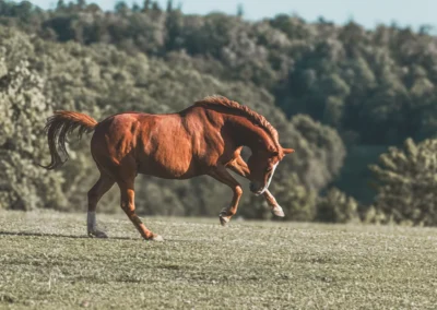 focení koní — kůň v pohybu, fotograf koní | Jana H Foto
