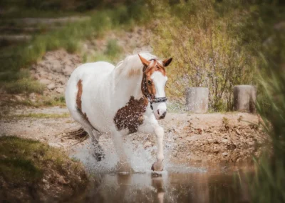 focení koní — kůň ve vodě, fotograf koní | Jana H Foto