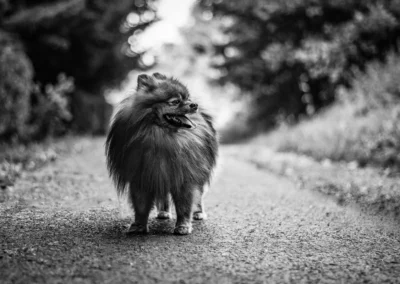 focení psů, fotograf psů | Jana H Foto
