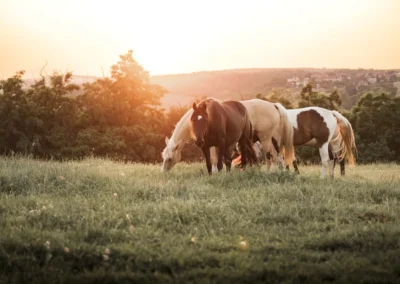 stádo koní na pastvině, fotograf koní | Jana H Foto